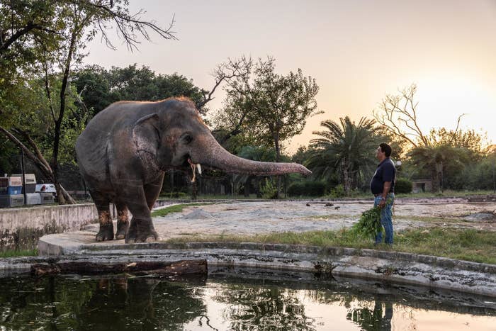 Image of Kaavan the elephant at Marghazar Zoo in Islamabad, Pakistan. 