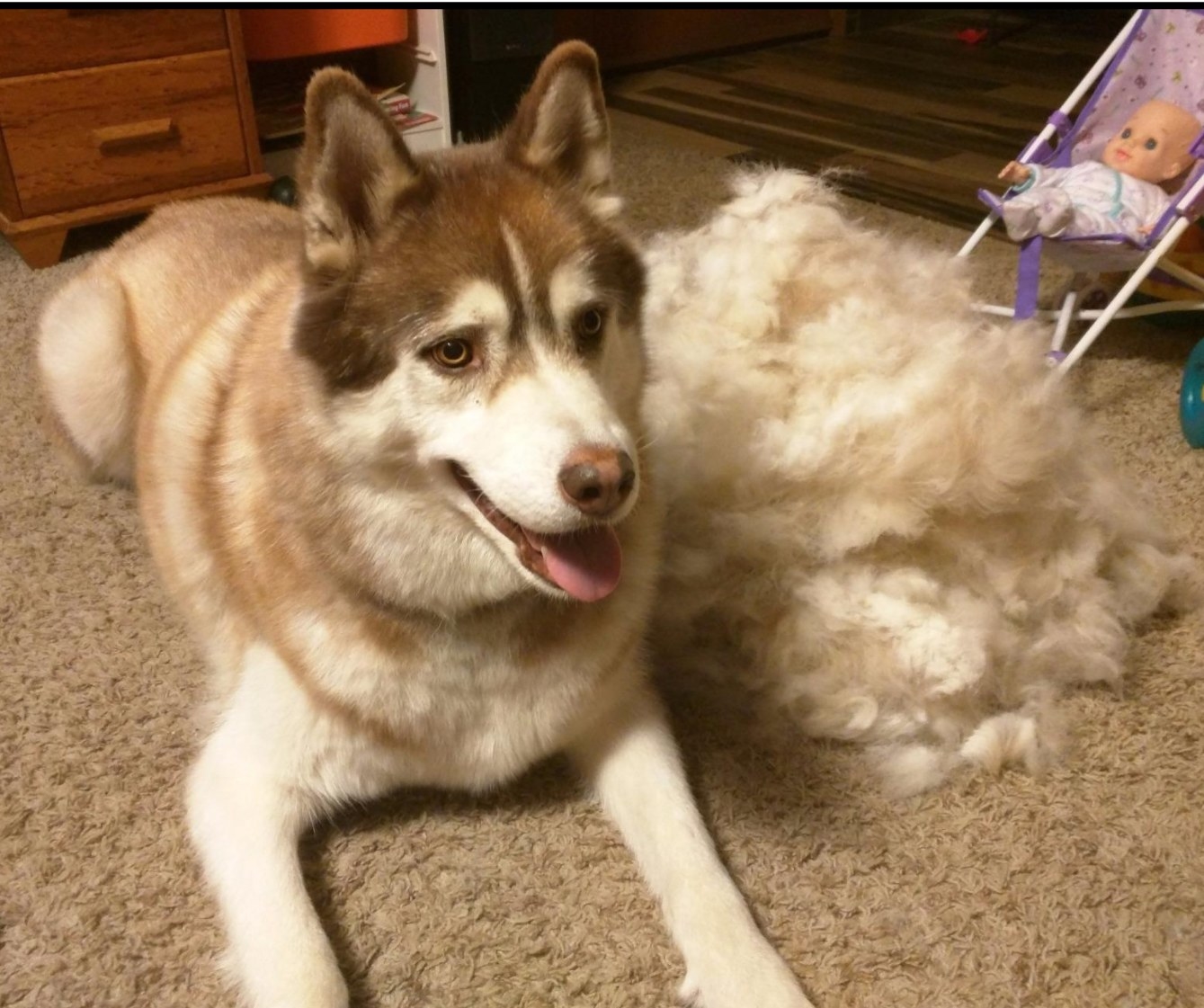 A husky beside a pile of fur removed from its coat after using the grooming brush