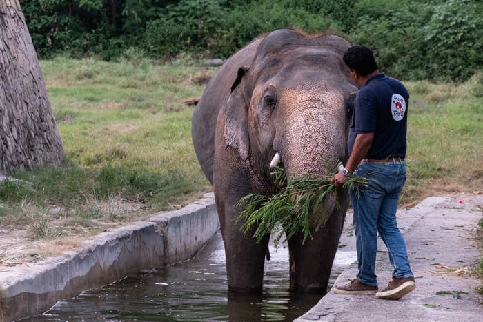 Image of Kaavan the elephant at Marghazar Zoo in Islamabad, Pakistan. being fed by veterinarian. 