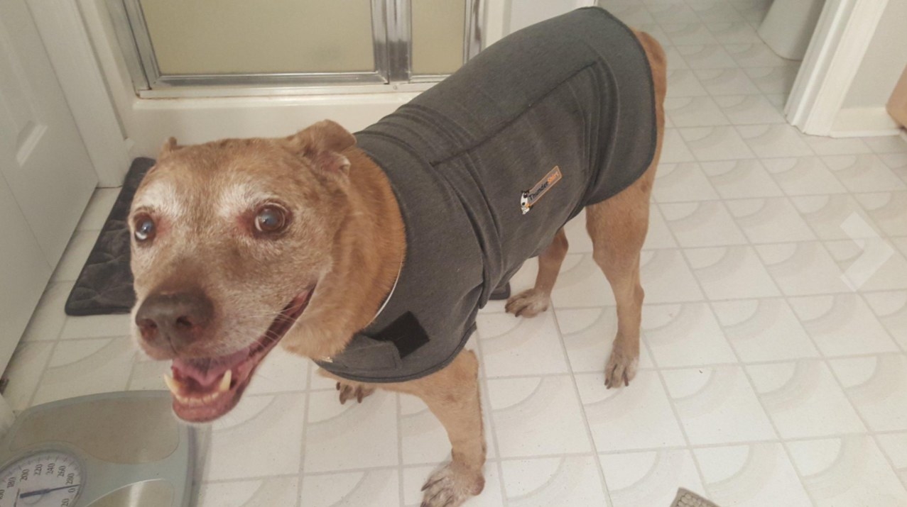 A dog looking happy while wearing the anxiety jacket