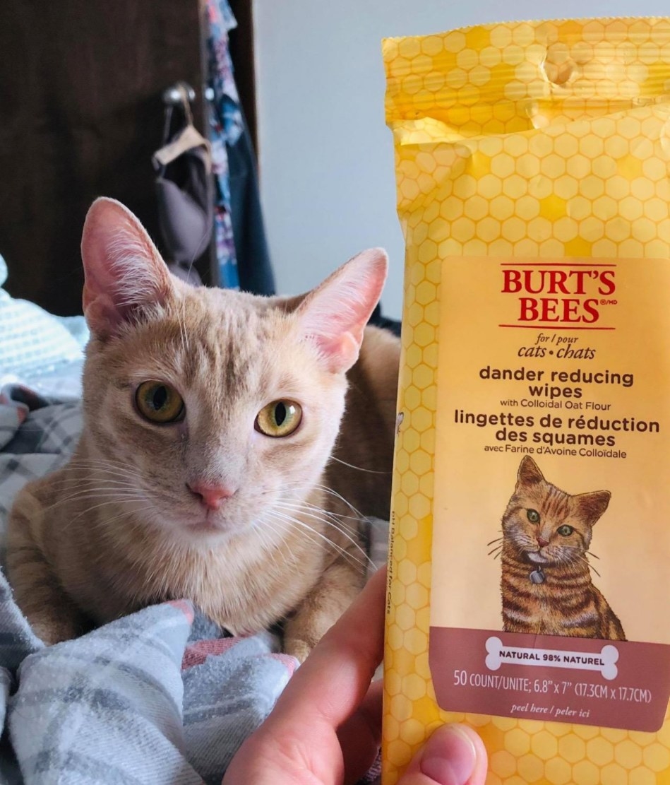 A cat shown beside the Burt&#x27;s Bees dander reducing wipes