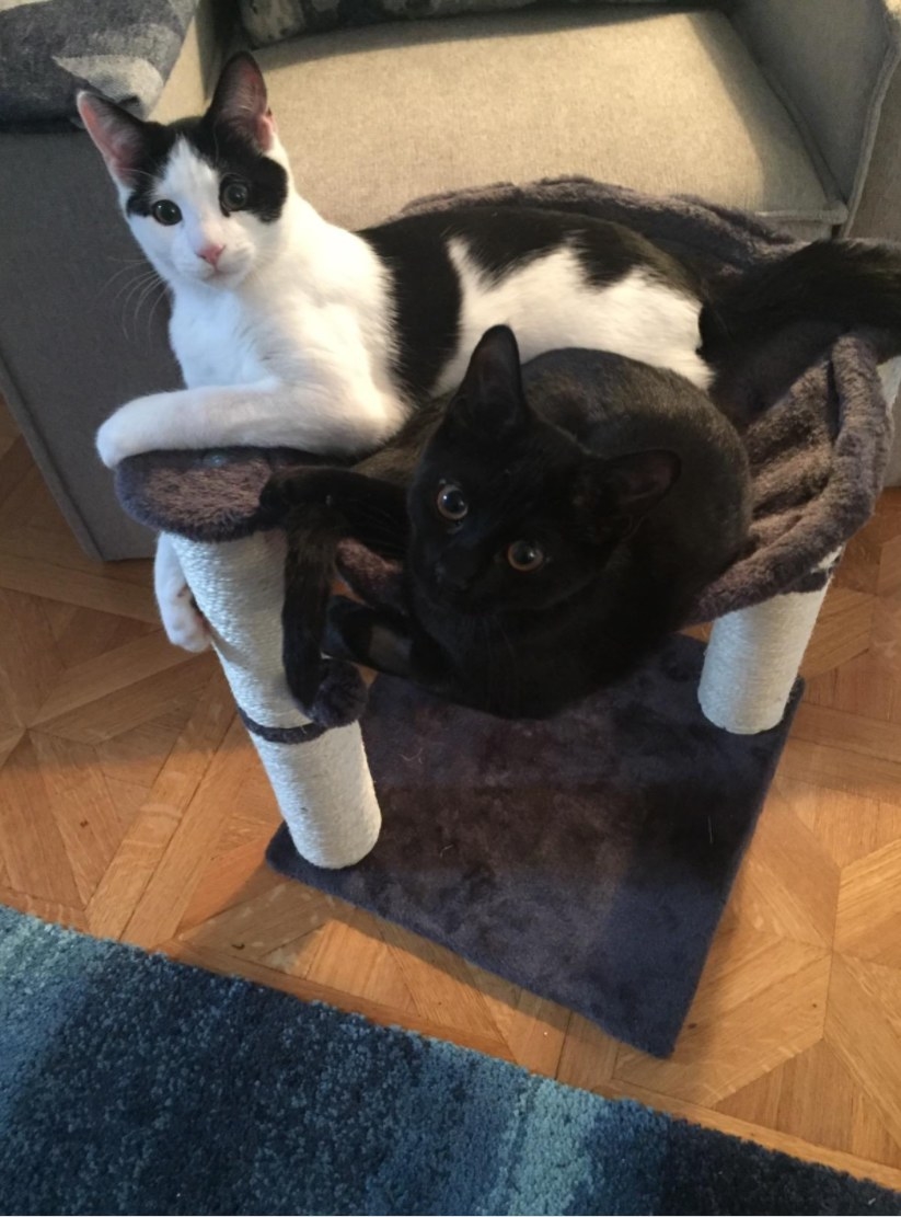 Two cats laying in the hammock bed of the cat condo