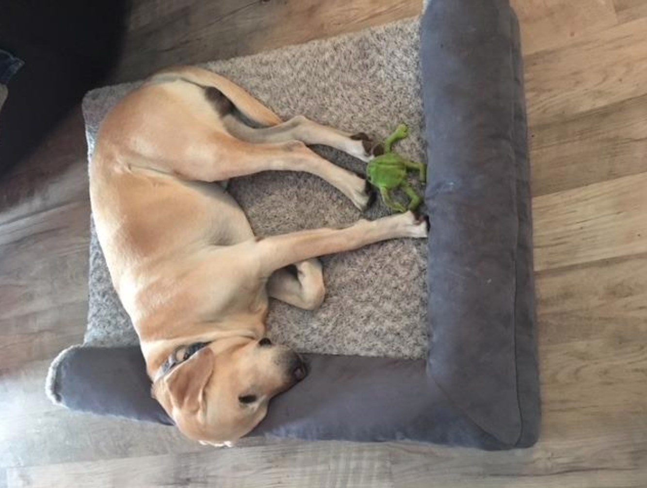 A reviewer&#x27;s photo of their dog on the orthopedic plush sofa