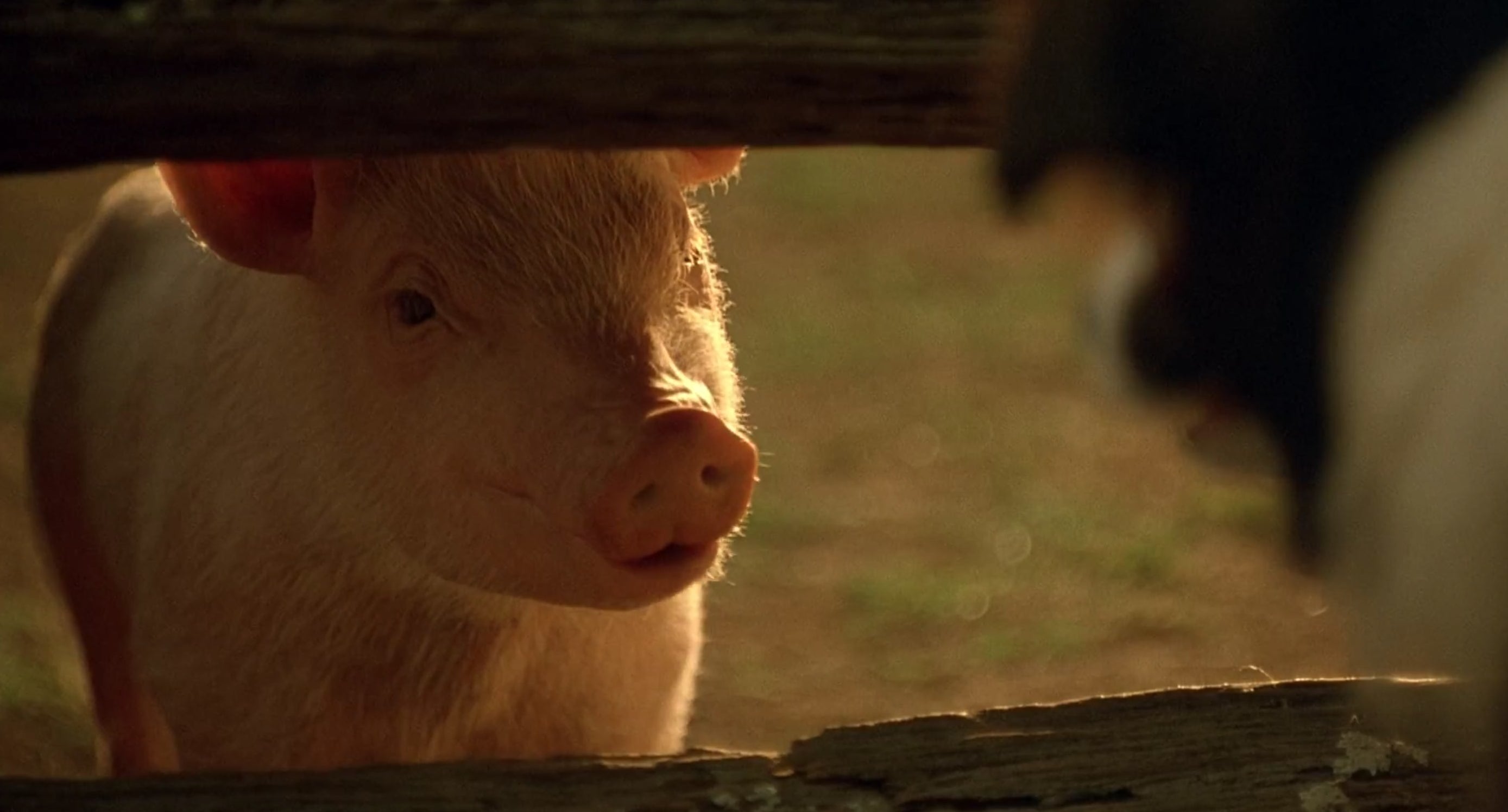 A pig behind a fence