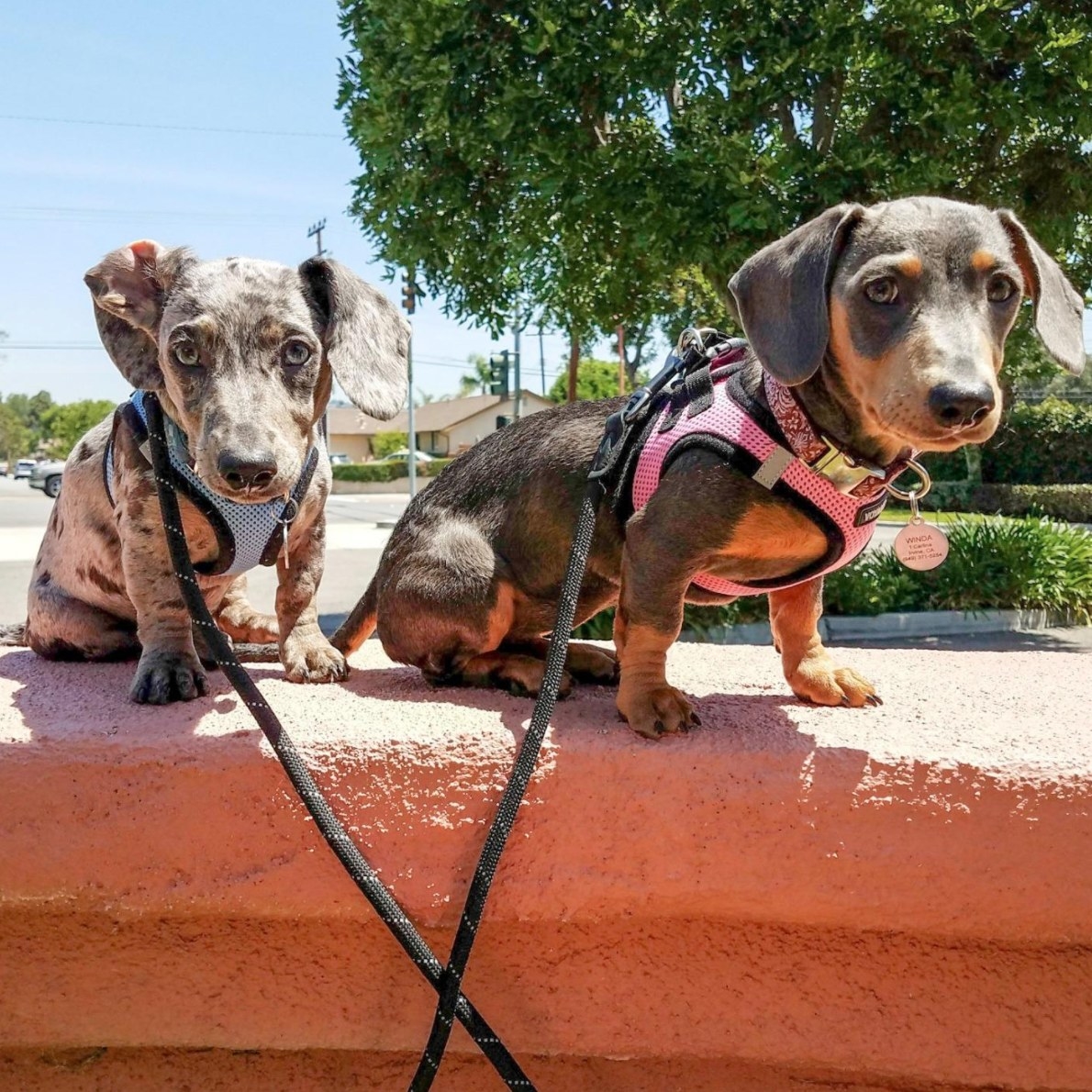 A reviewer&#x27;s image of their dogs in the harnesses