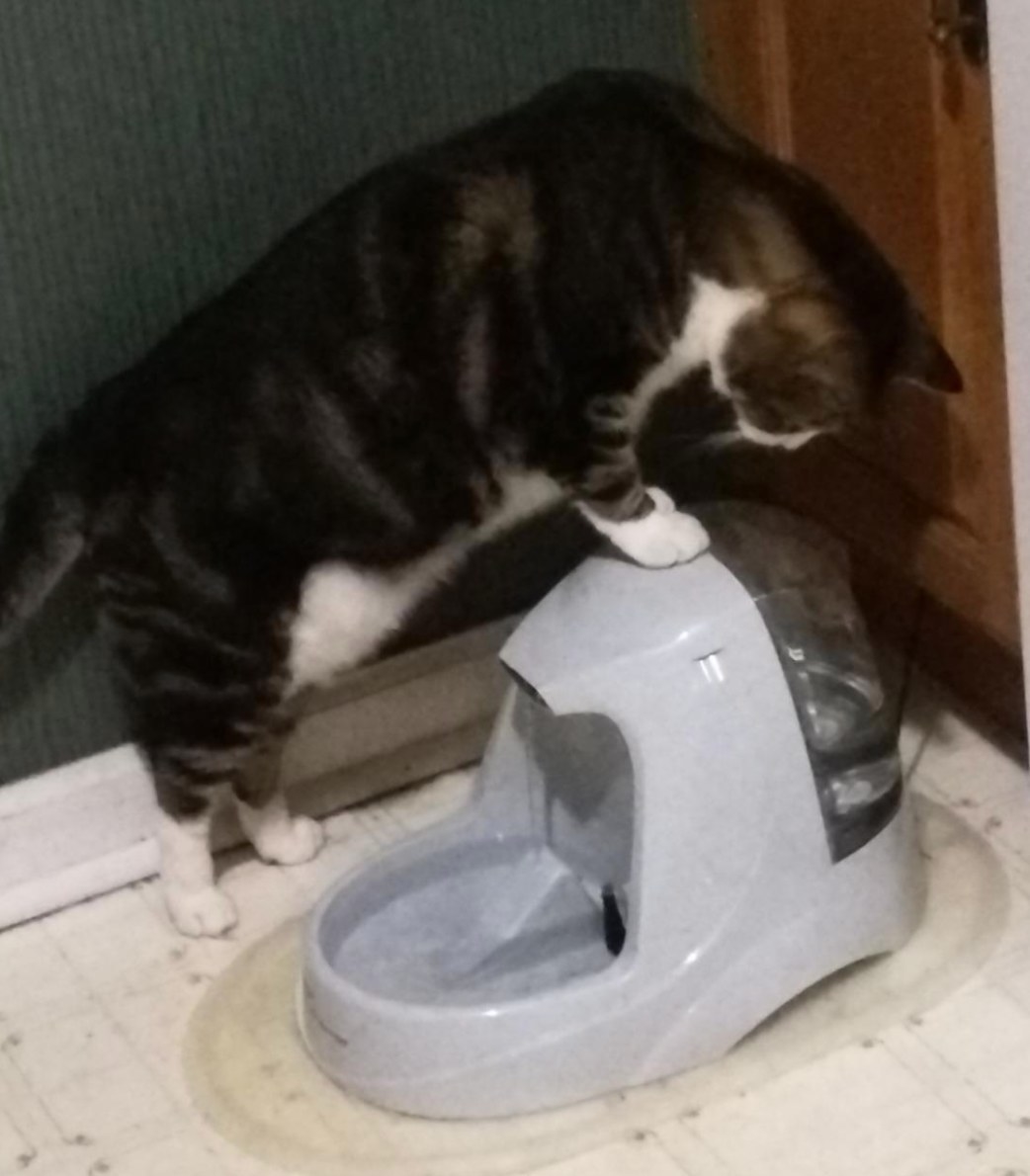 A reviewer&#x27;s image of their cat on the pet fountain