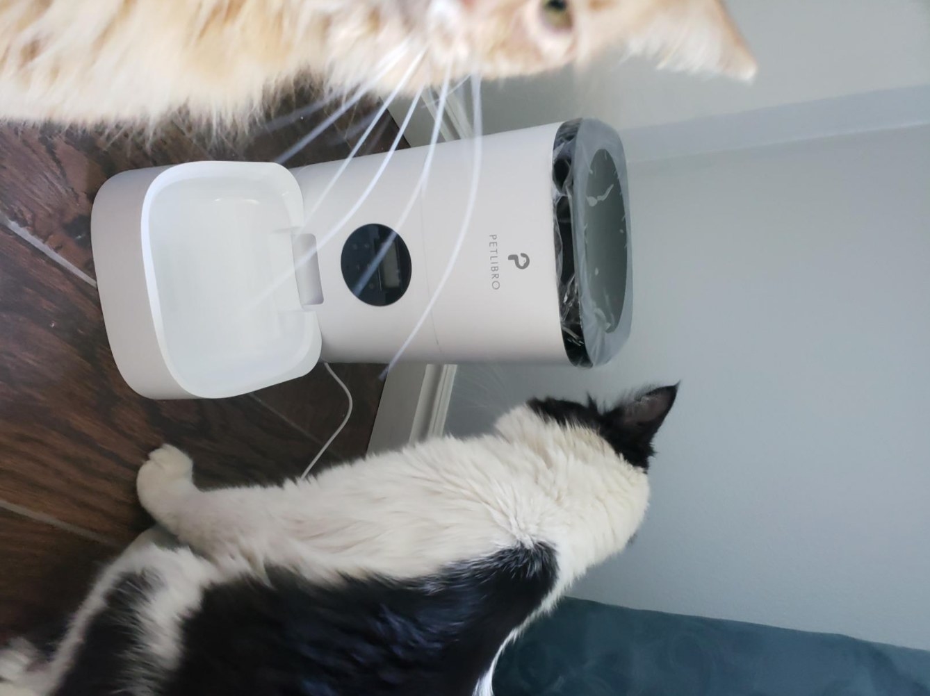 A reviewer&#x27;s photo of their cats with the automatic pet feeder in white