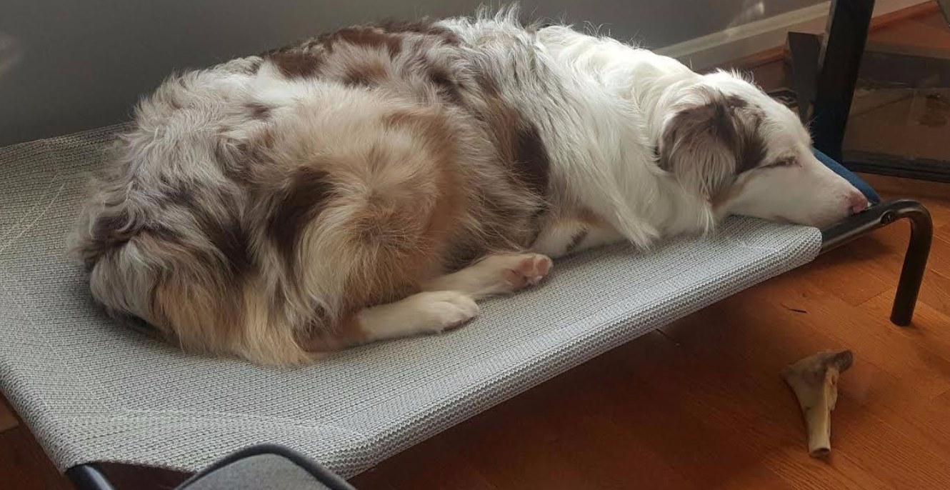 A reviewer&#x27;s image of their Australian Shepphard on the elevated bed