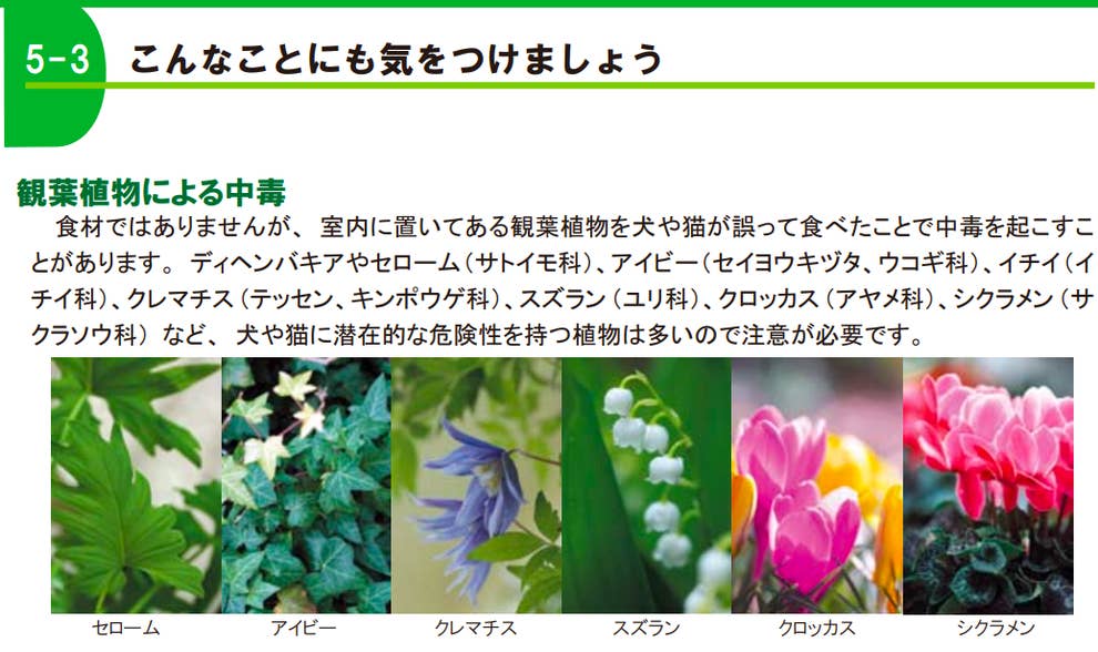 部屋に植物を飾っていたせいで 愛猫を失わないために獣医が警鐘を鳴らすこと