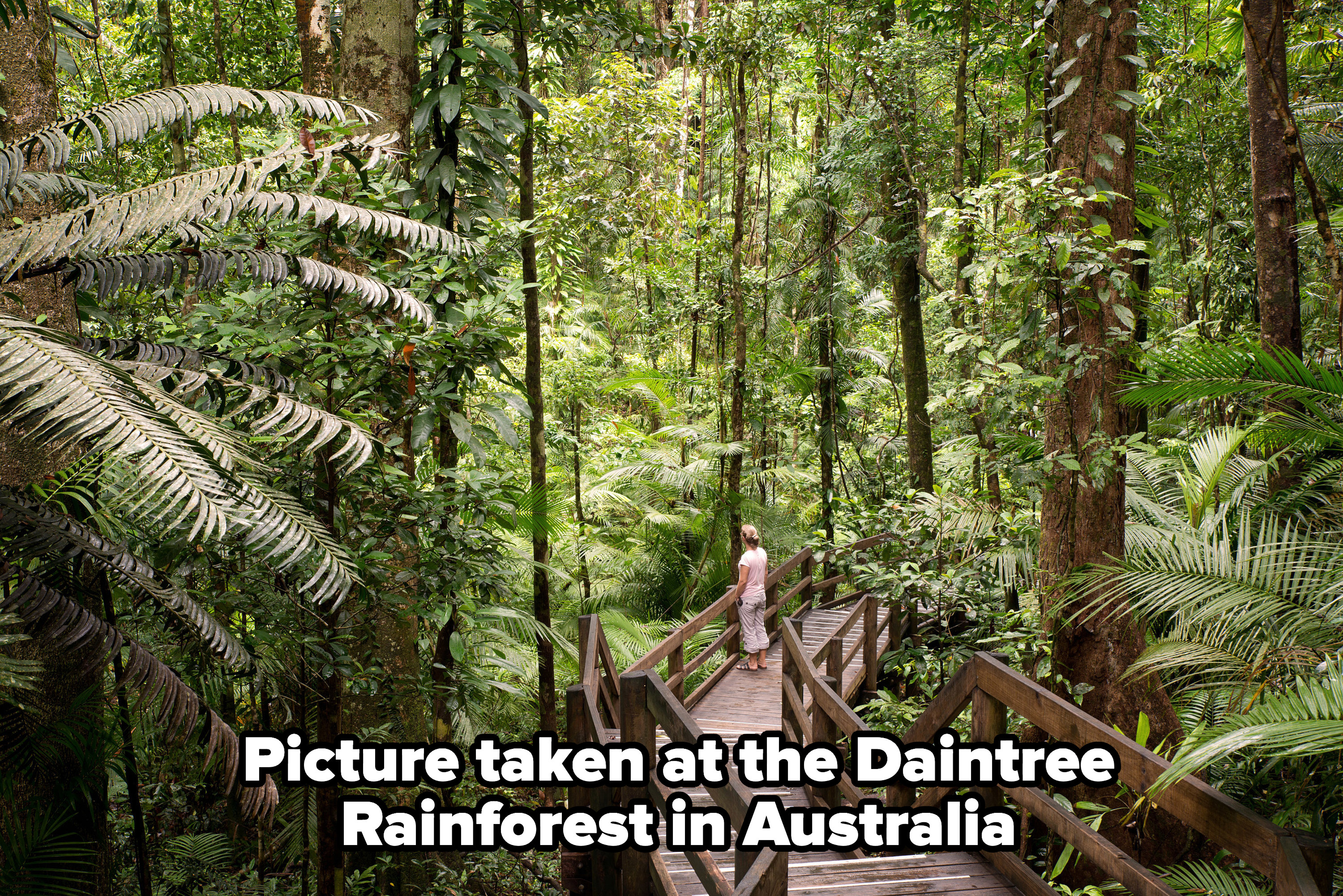 A picture taken at the Daintree Rainforest in Australia