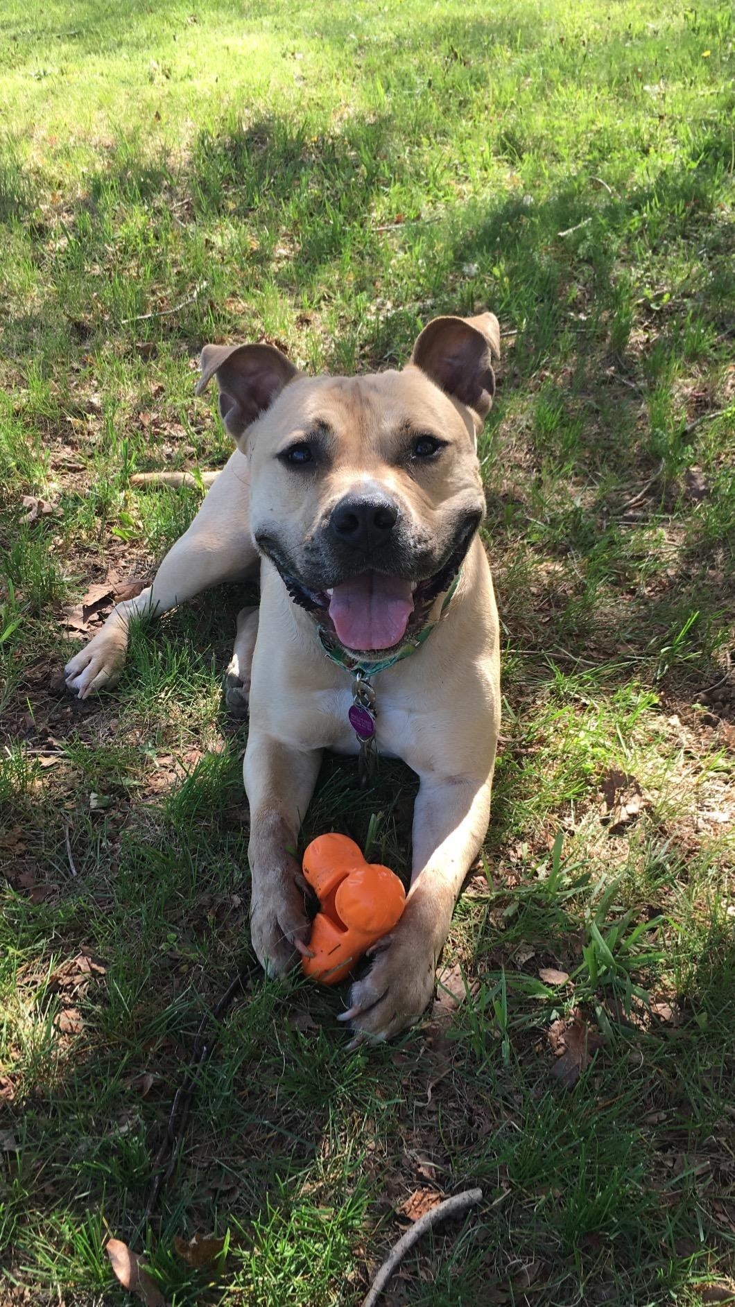 Tire toys 2024 for pit bulls