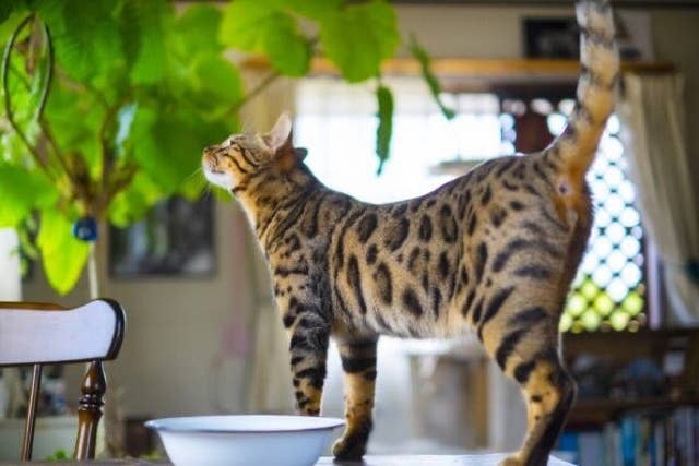 部屋に植物を飾っていたせいで 愛猫を失わないために獣医が警鐘を鳴らすこと