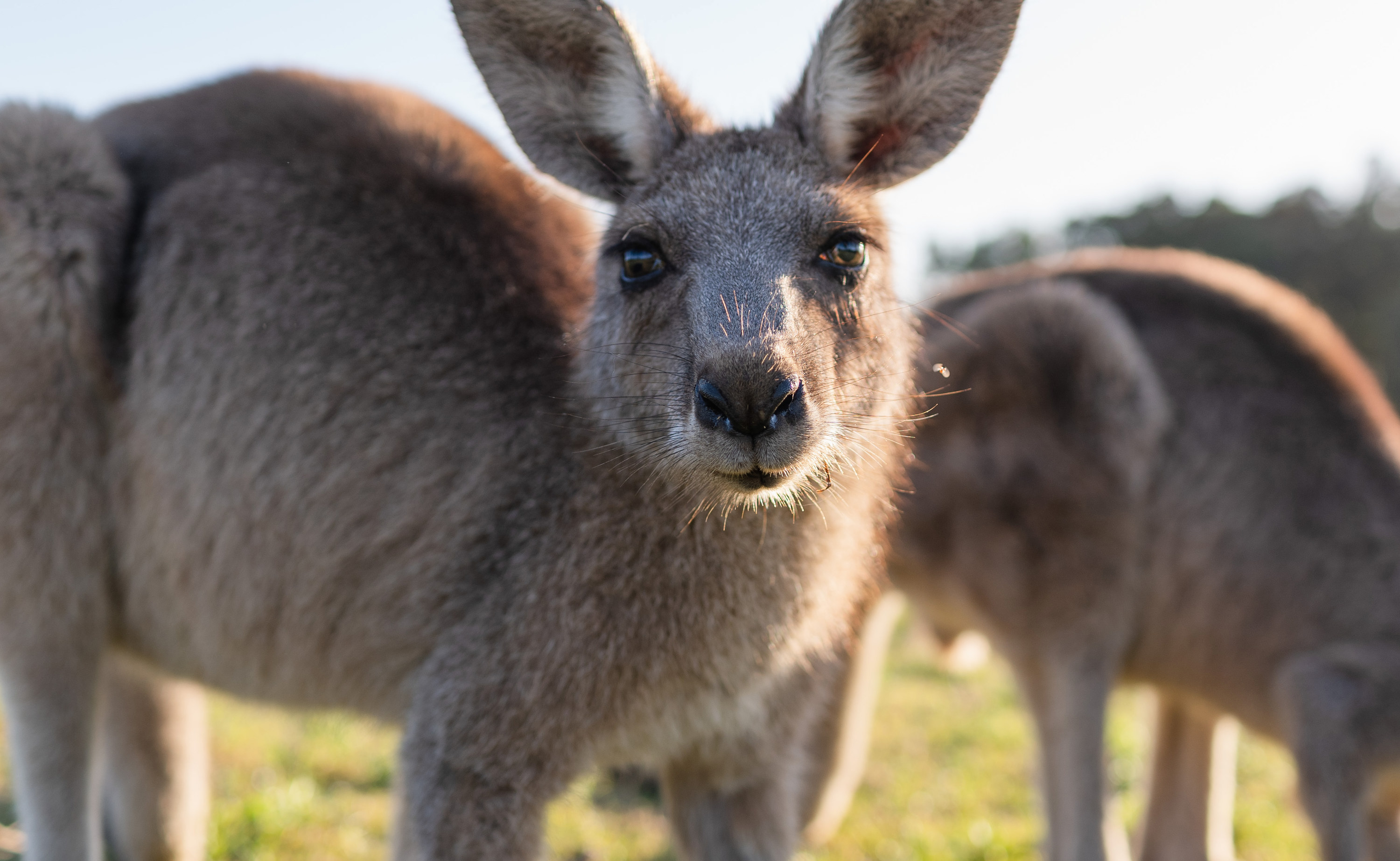 A closeup of a kangaroo looking at the camera