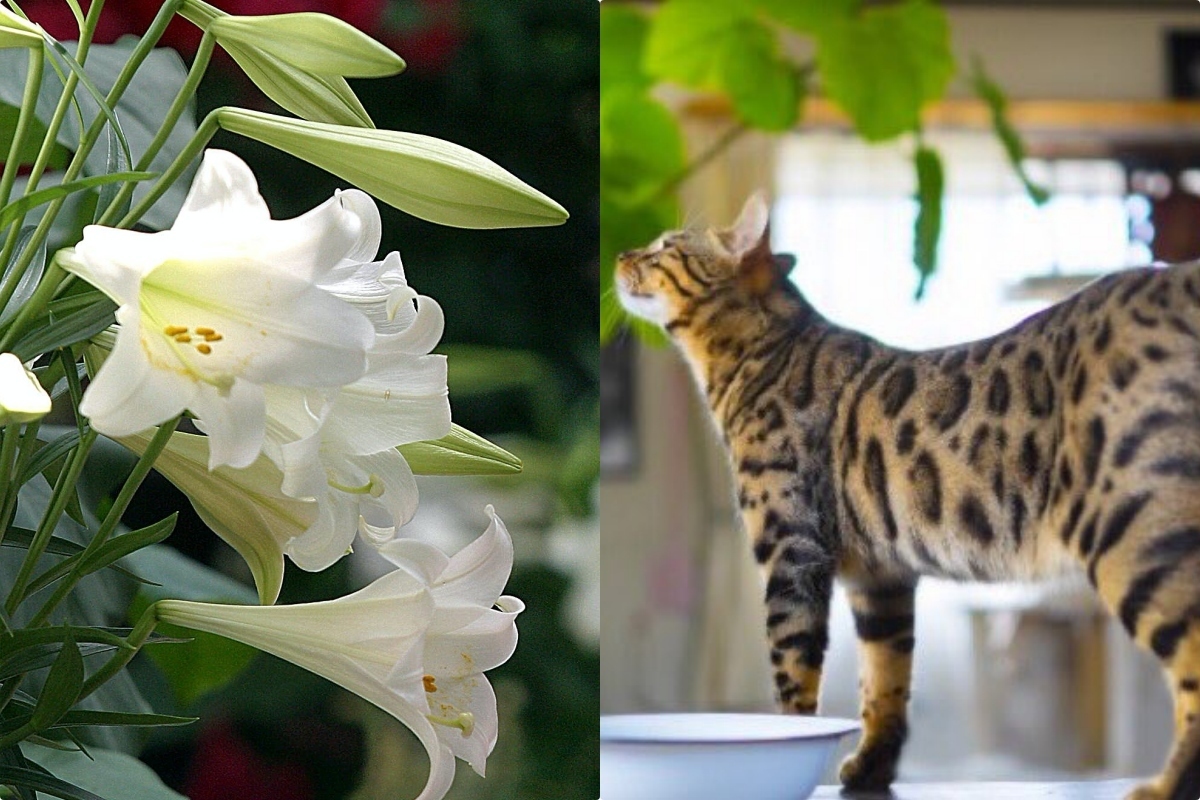 蝶々　百合　花　猫　５個セット 蝶々 百合 花 猫 5個セット ss-jyakouageha250922-2ad.jpg