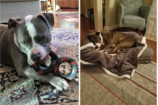 20 Products From Amazon That Pit Bull Owners Swear By