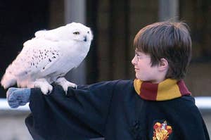Harry Potter letting Hedwig the owl perch on his arm