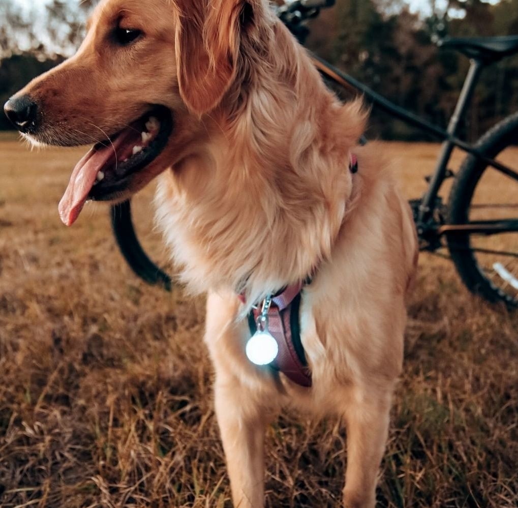 A golden retriever with the collar charm attached to its harness