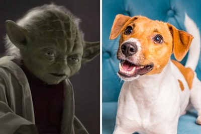 Yoda is on the left with a dog on a sofa on the right