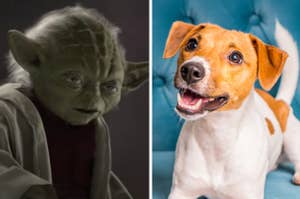 Yoda is on the left with a dog on a sofa on the right