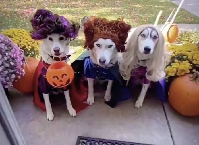 11 Funny and Adorable Dog Costumes for Halloween - No More Still