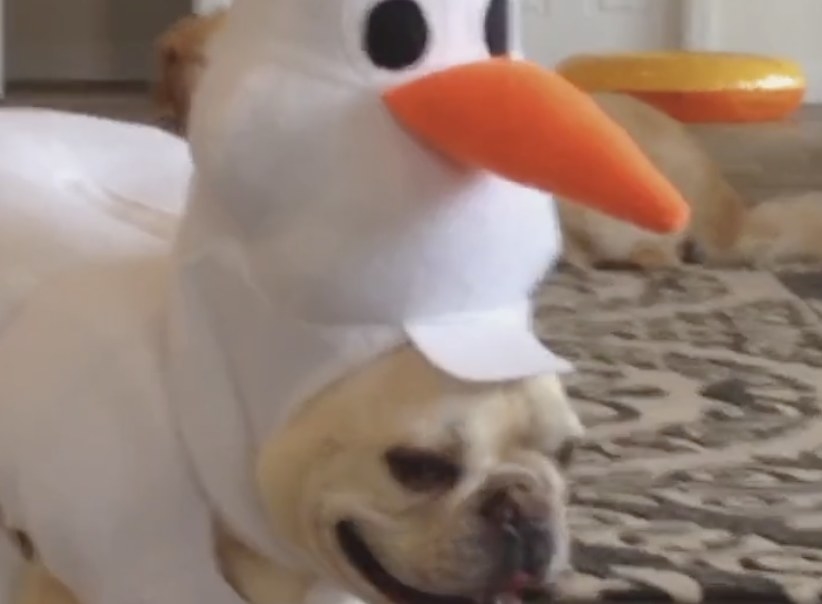 A pug wearing an Olaf snowman costume on his head