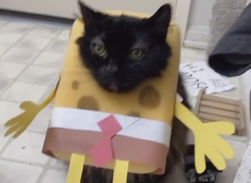 A black cat wearing a Spongebob costume around its head