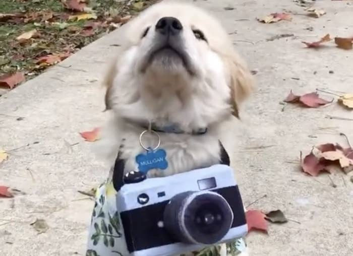 A Labrador Retriever puppy wearing a camera and Hawaiian shirt  