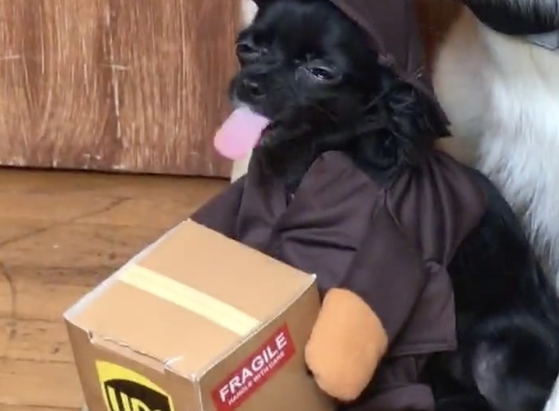 A small dog wearing a shirt that has a UPS box attached to look like he is carrying it