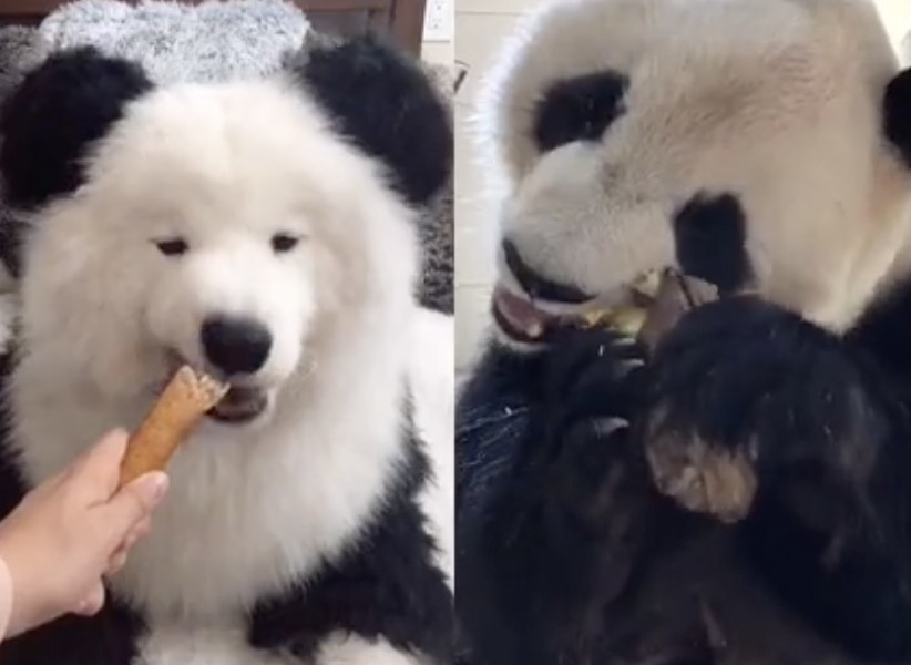 A fluffy dog that looks like a panda pictured next to an actual panda 