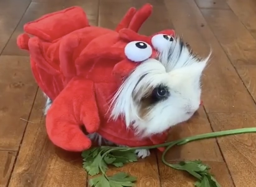 A Guinea Pigs dressed in a lobster costume