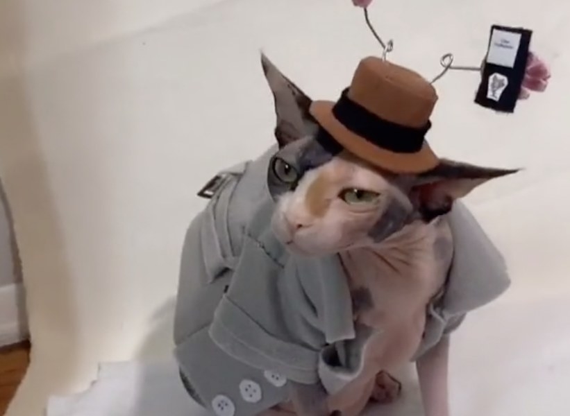 A cat wearing a trench coat and hat 