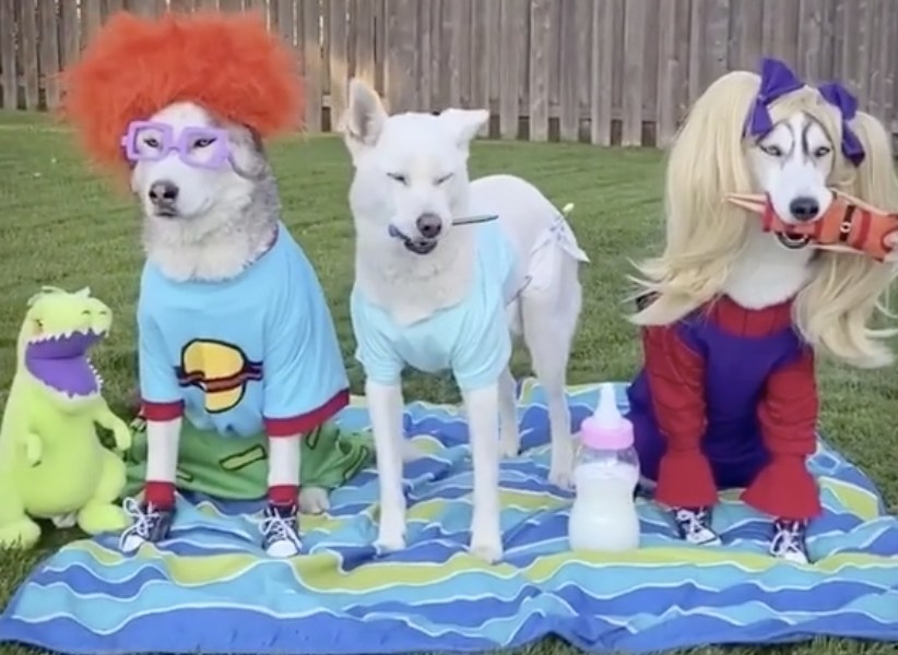 Three huskies dress as characters from Rugrats