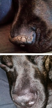 Reviewer's dog with crusty, dry nose and visible sores looking wet and healthy without cracks after use