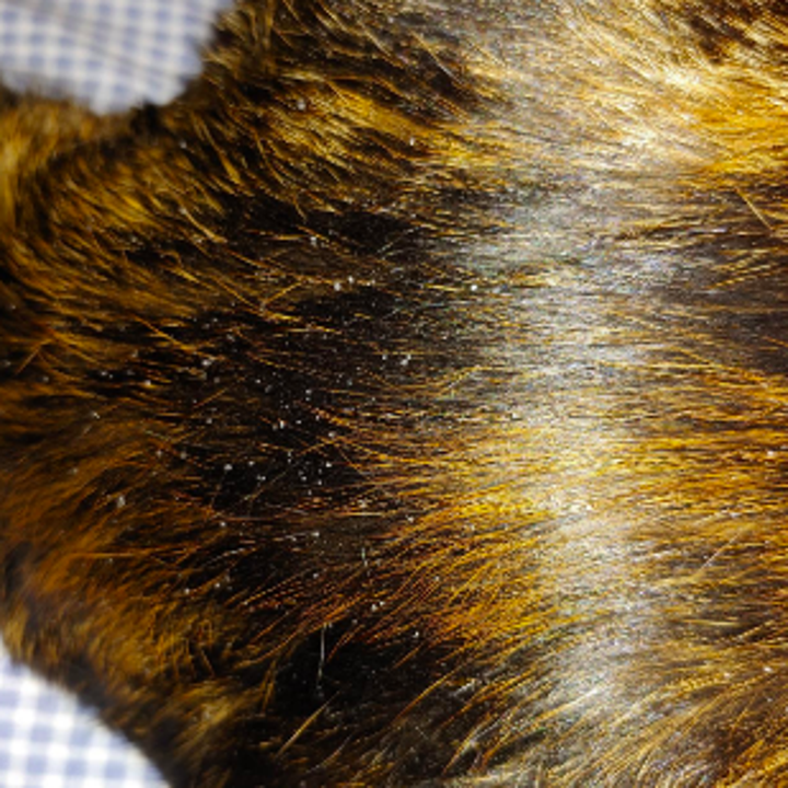 Reviewer's cat's back with visible flakes of dander above tail and on haunches 