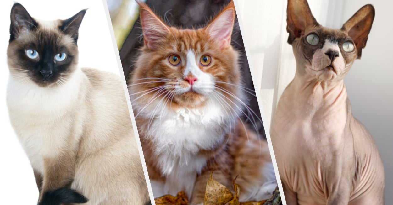 Which Cat Breed Are You?