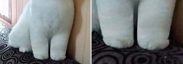 Cat with fluffy cankles