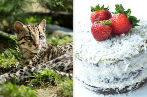 Ocelot and coconut cake.