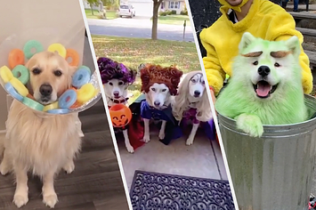 a dog as a bowl of froot loops, three dogs as the sanderson sisters, and a dog as oscar the grouch