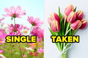 Pink cosmos flowers on the left with "single" written over then and pink tulips on the right with "taken" written over them