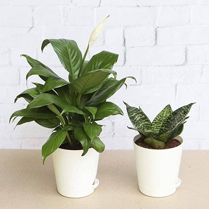 Two potted plants in white ceramic pots.