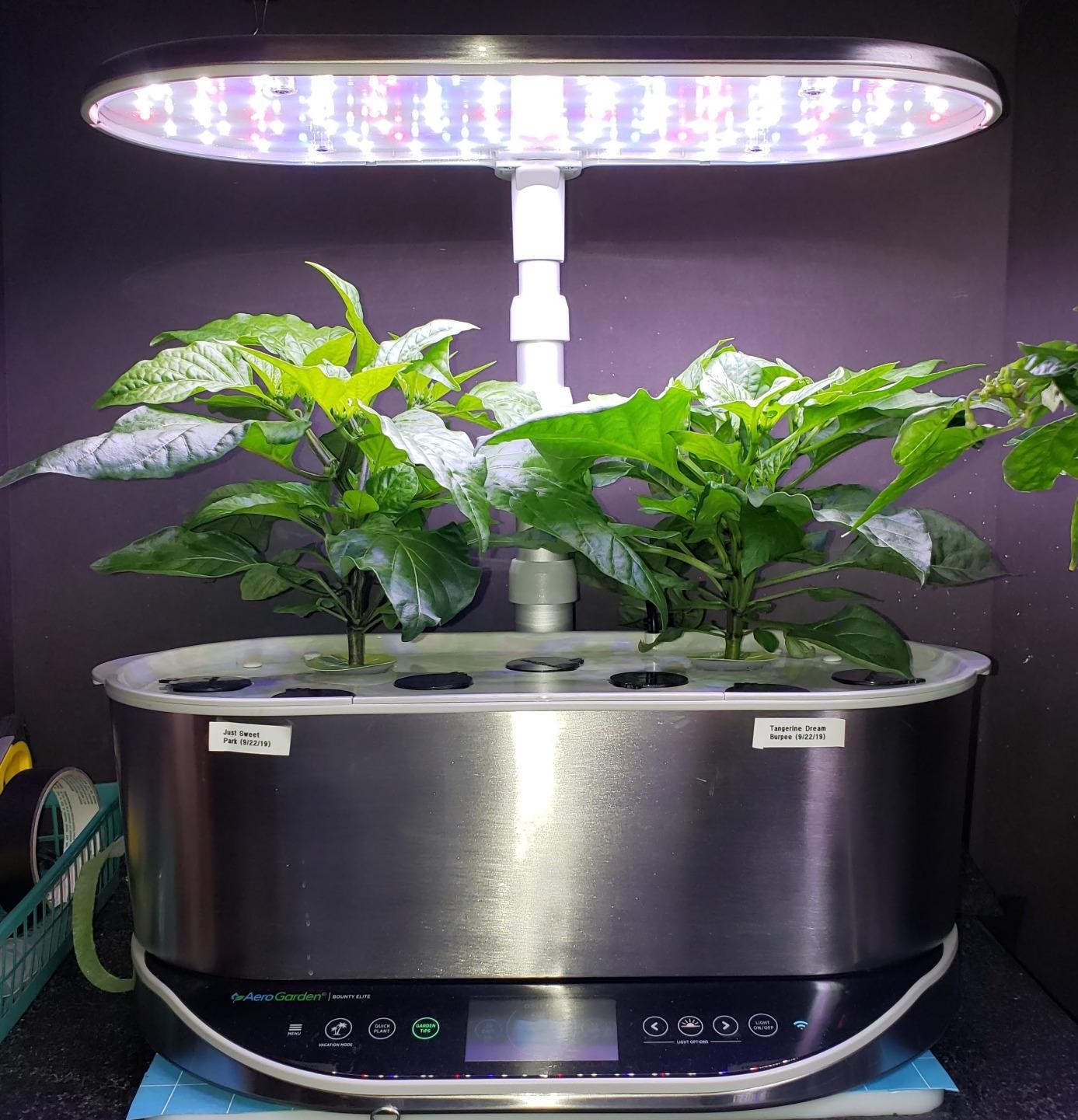 A reviewer&#x27;s Aerogarden, which is a base with plant pods growing out of it and a light stand over it