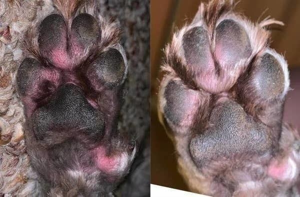 On the left, an irritated and red paw, and on the right, the same paw looking less red and irritated 