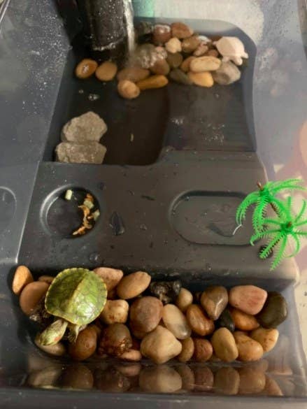 Just 15 Things To Make Your Pet Turtle Happy
