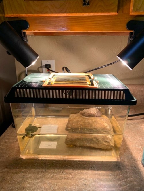 two clip on reptile lights illuminating a turtle tank