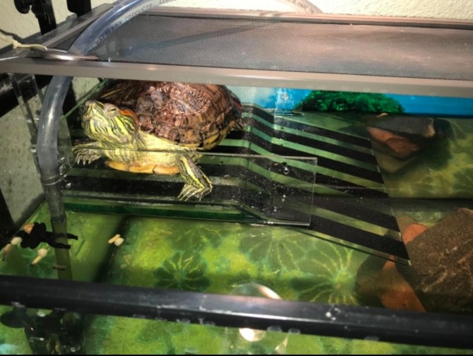 a turtle relaxing at the top of a basking platform that has a ramp