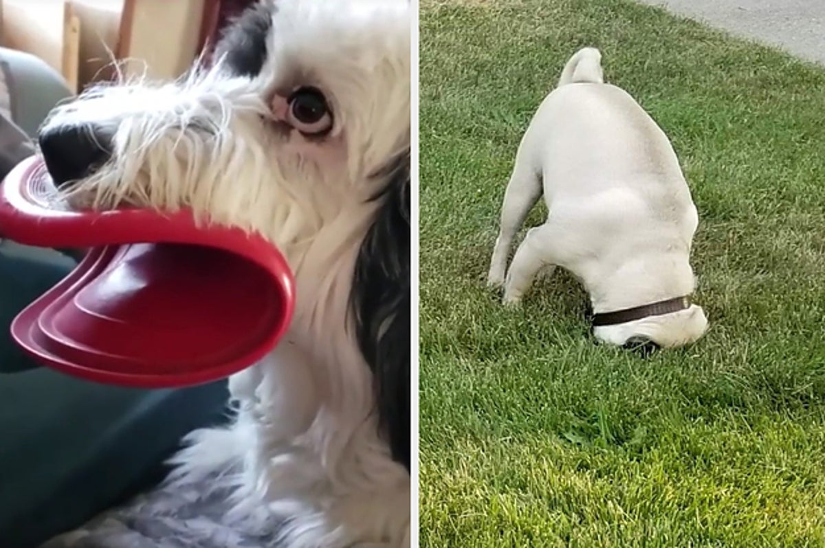 うちの犬 やっぱり変わってる 飼い主が心配になった13の瞬間