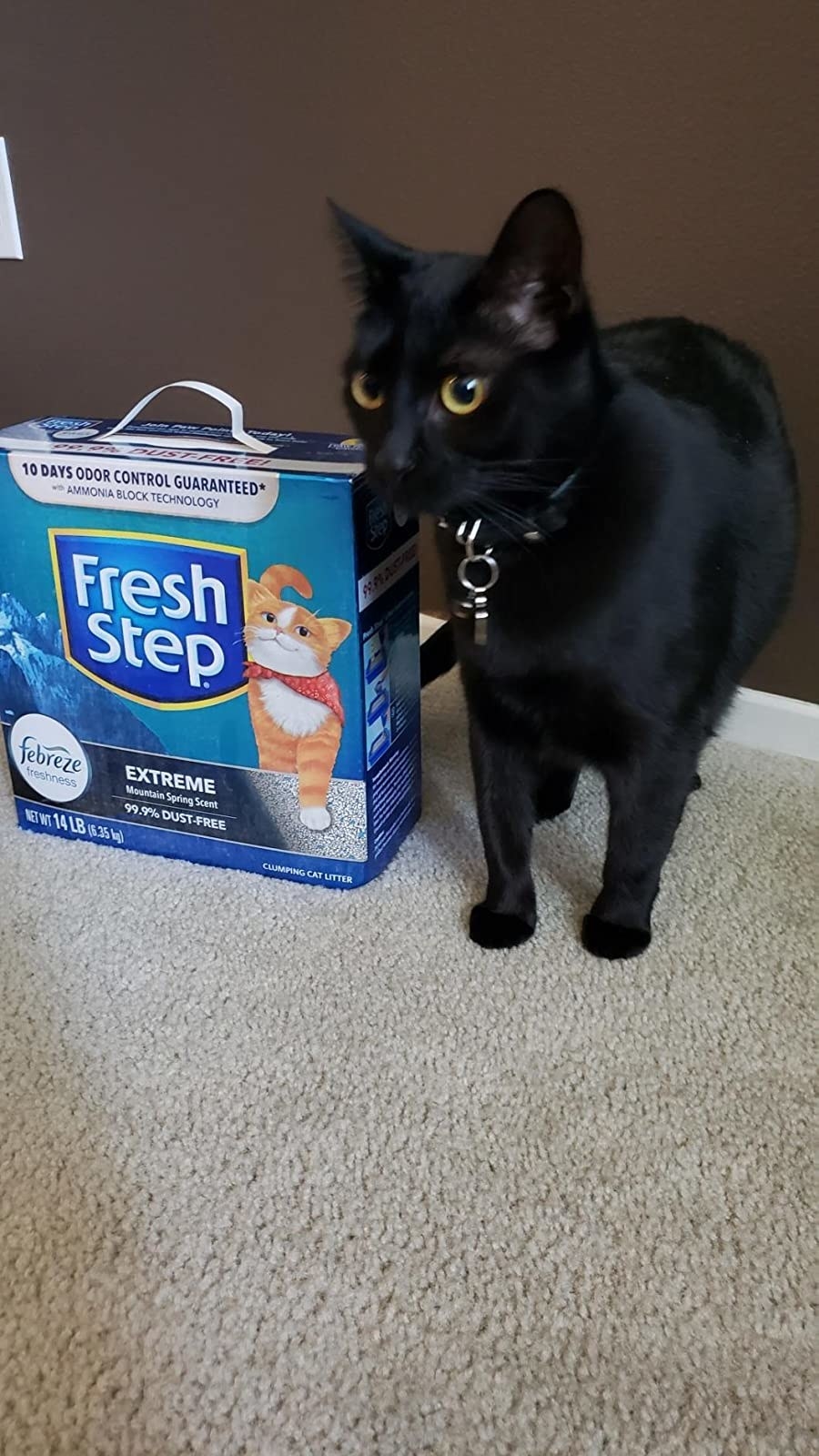 Amazon prime kitty on sale litter