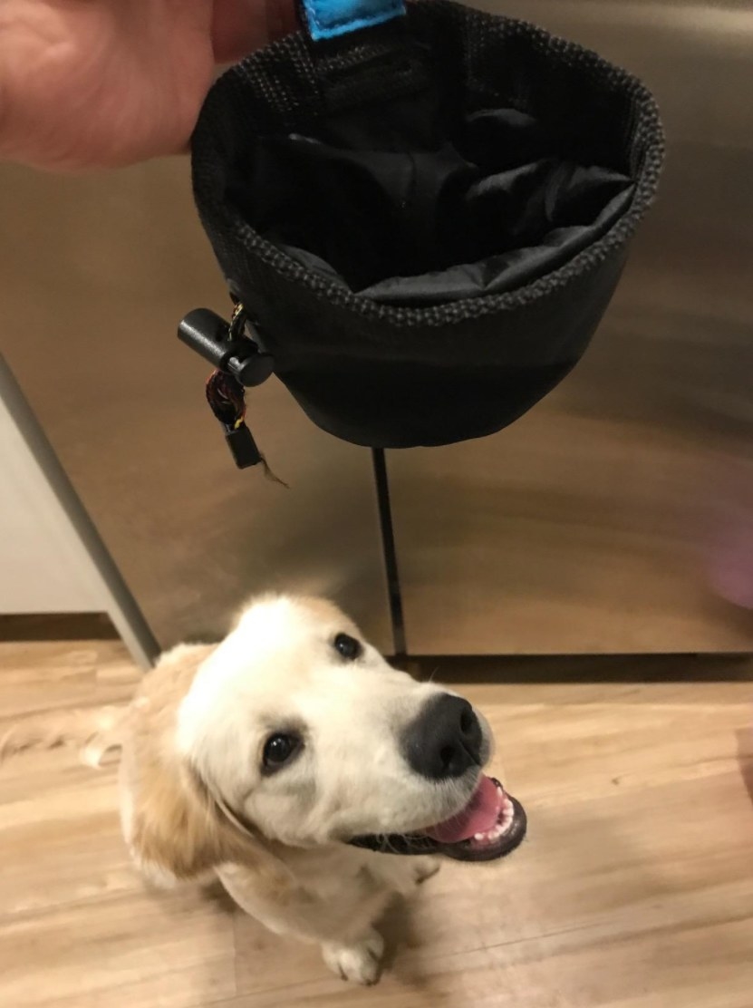 A dog waiting for treats from the pouch