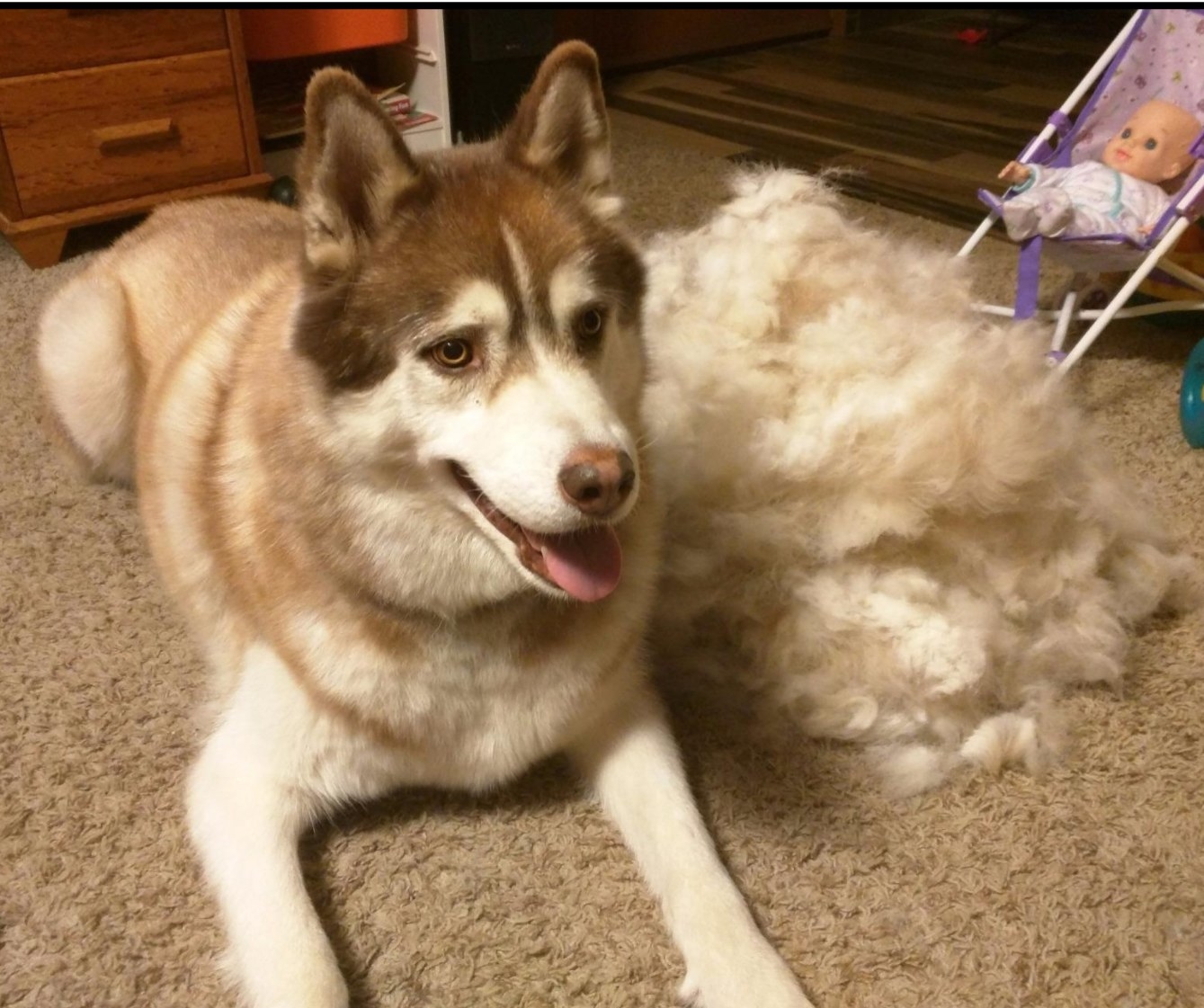 A husky next to a pile of fur removed from its coat with the FURminator