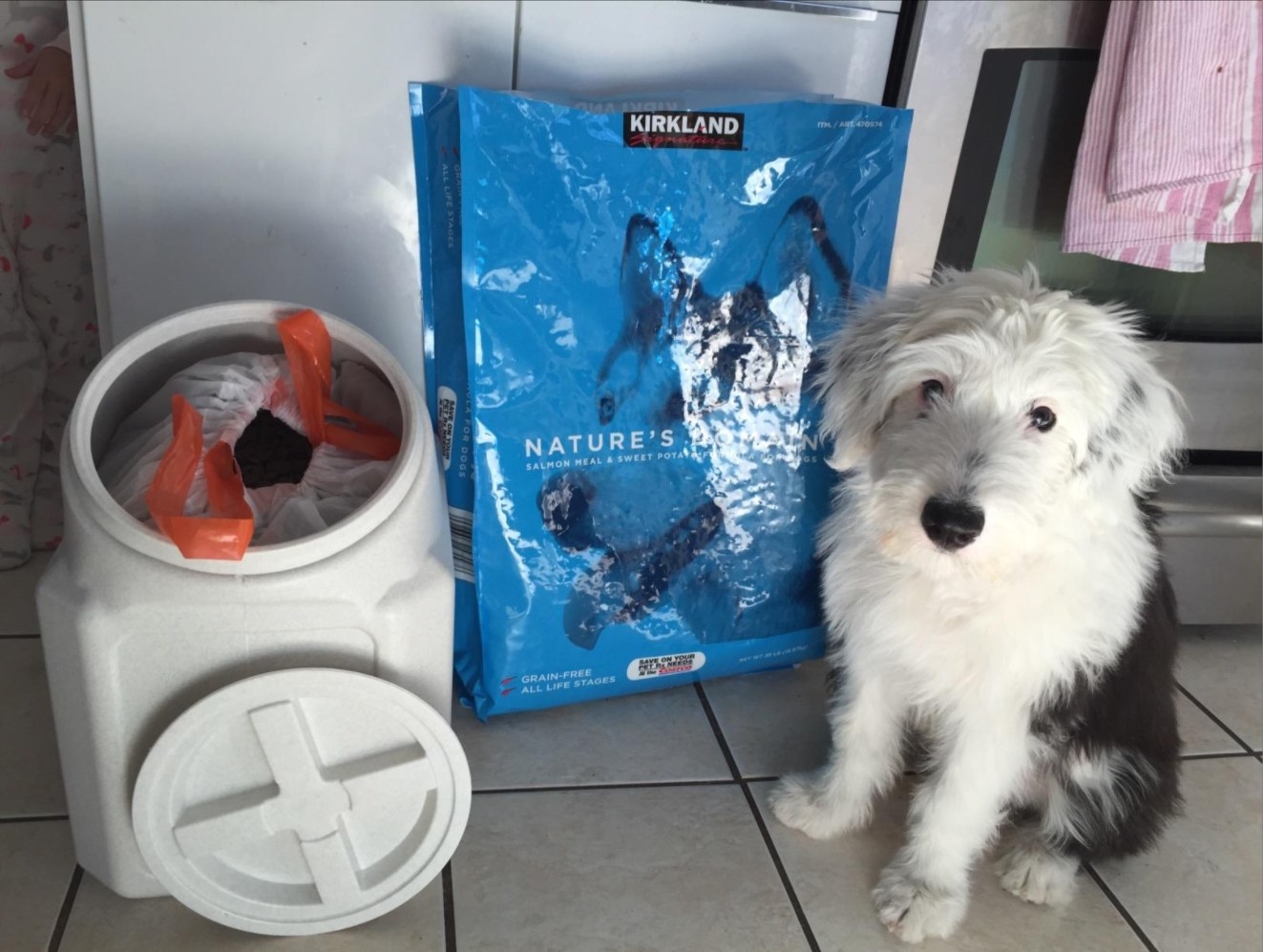 A dog waiting to be fed from the food storage container